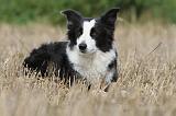 BORDER COLLIE 770